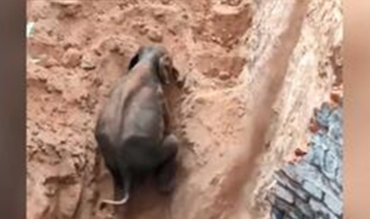 Hindistan'da 10 metrelik kuyuya düşen fil böyle kurtarıldı