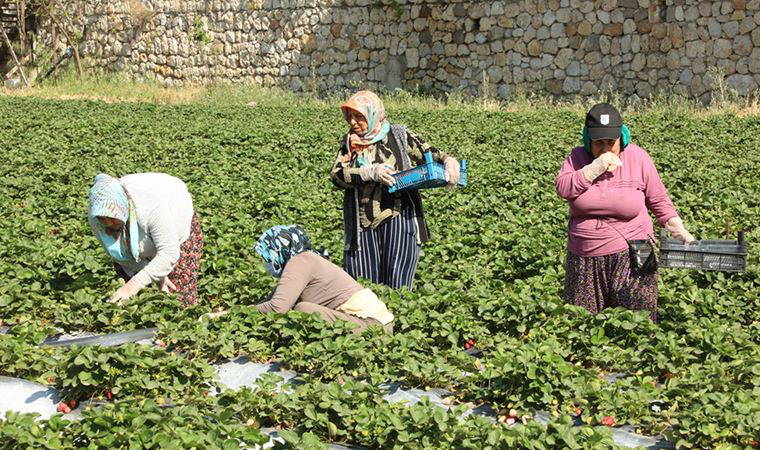 Bodrum'da tarlada kalan ürünler ihtiyaç sahiplerine ücretsiz dağıtılıyor