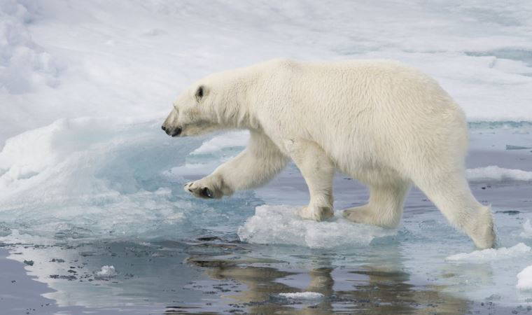 İklim krizi: Küresel ısınma ne demek, iklim değişikliğine dair göstergeler neler?
