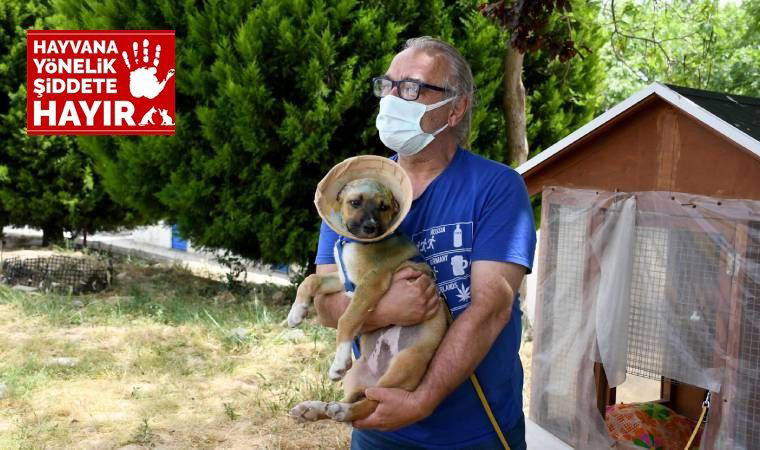 Aydın’da 3 aylık köpek, kulakları jiletle kesilmiş halde bulundu!