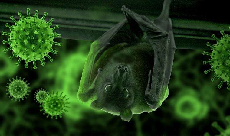 Yarasalarda Covid-19'a benzer ikinci virüs bulundu
