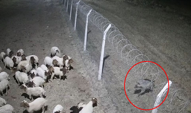 Şanlıurfa’da çizgili sırtlan kameraya takıldı