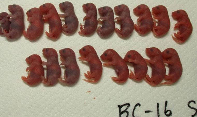 Spermler uzaya gönderilmişti: 'Uzay fareleri' doğdu