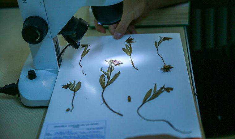 Amanos Dağları'nda ters lale türü keşfedildi