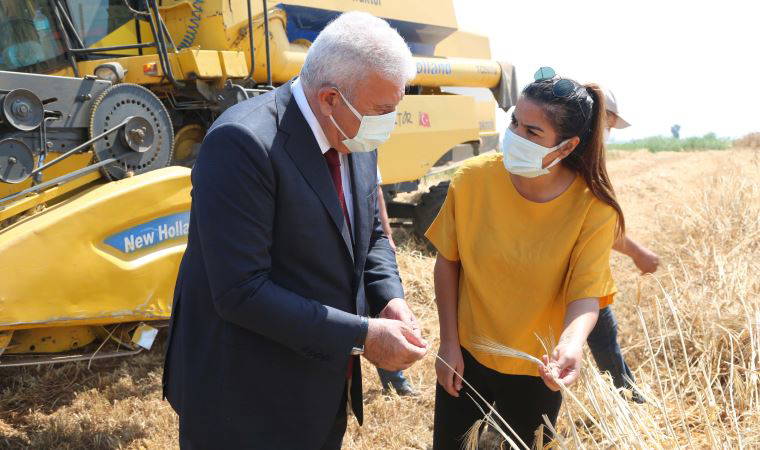 Efeler'de karakılçık buğdayının ilk hasadı