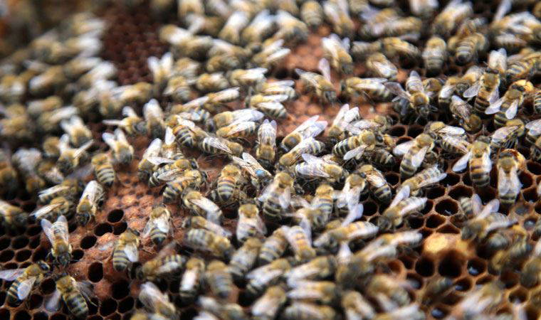 Sherlock Holmes filmine de konu olan ‘’deli bal’’ için üretim dönemi başladı