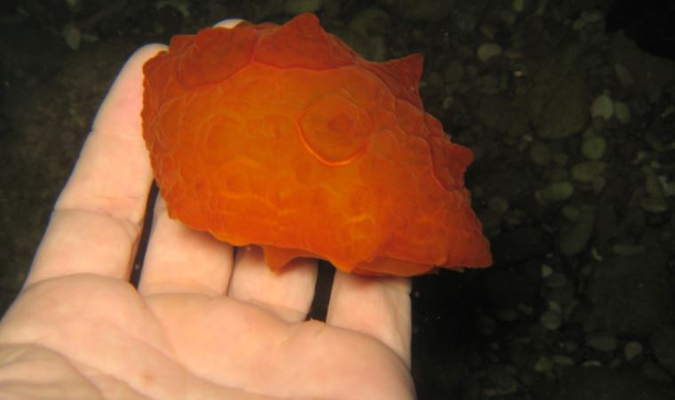 Poşet sanılan deniz canlısı, nadir görülen kaplumbağa salyangozuymuş