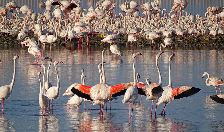 Gediz Deltası’nda üreyen kuş atlası çalışması tamamlandı
