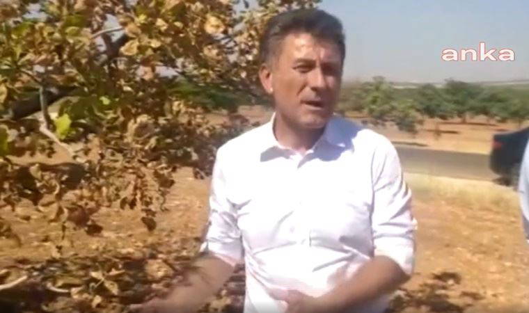 Kuraklık 40 yaşındaki fıstık ağacını kuruttu