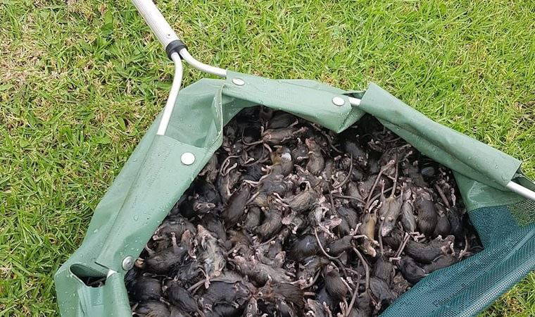 Avustralya'da fare istilası cezaevini boşalttırıyor