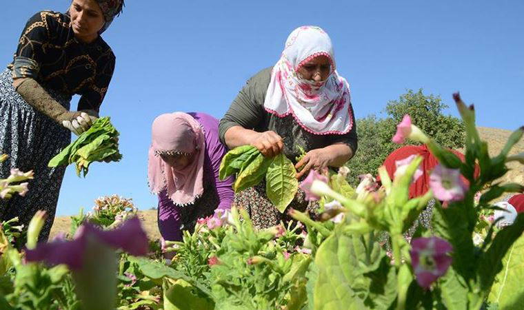 Tütün üreticilerine yeki belgesi için 6 ay süre verildi