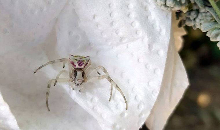 Bursa'da 'insan yüzlü örümcek' görüldü