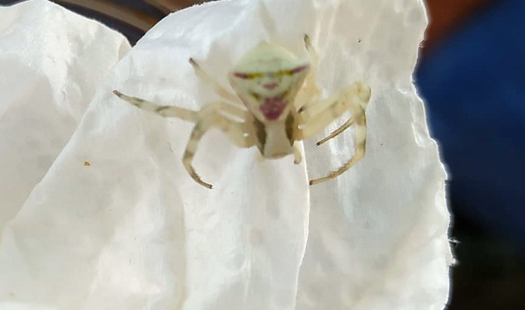 Bursa'da 'insan yüzlü örümcek' görüldü