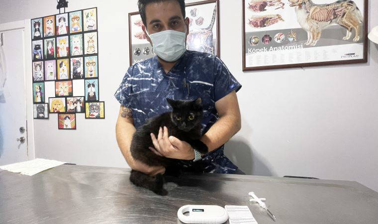 Zorunlu hale getirilmesinin ardından, evcil hayvanlara mikroçip takılıyor
