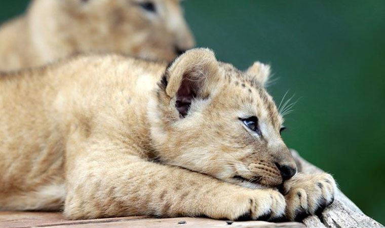 TikTok fenomeni yapılmaya çalışılan aslan kurtarıldı