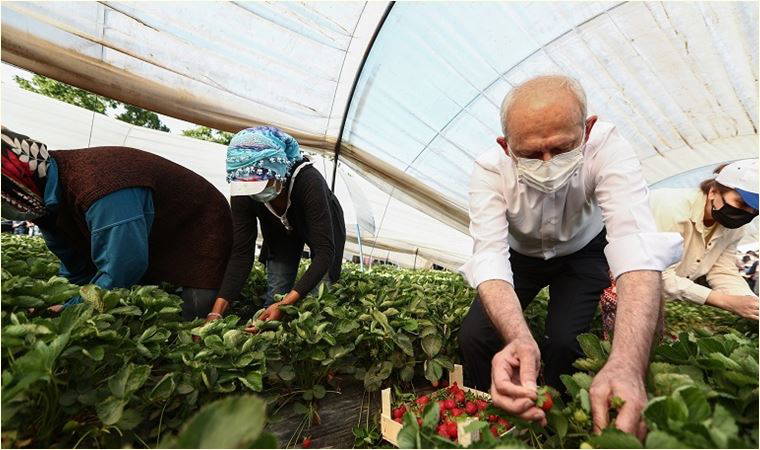 Kılıçdaroğlu, Aydın'da çiftçilerle çilek hasadı yaptı