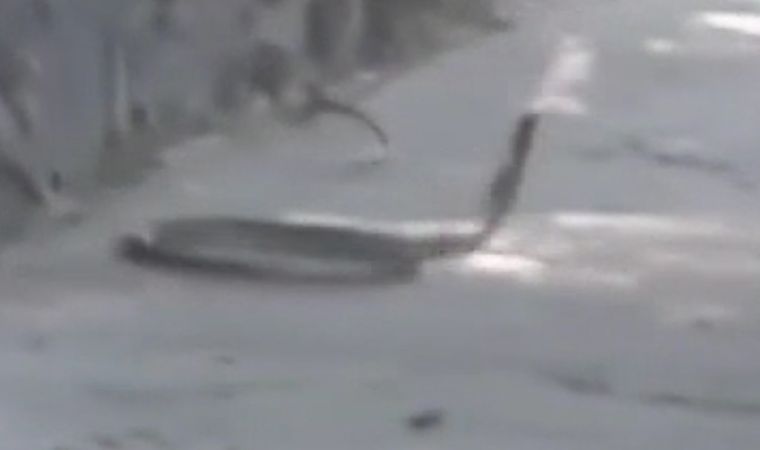 İETT otobüsünde yılan paniği