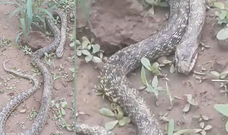 Tarlasında dev yılanı gören çiftçi şaşkınlığını gizleyemedi