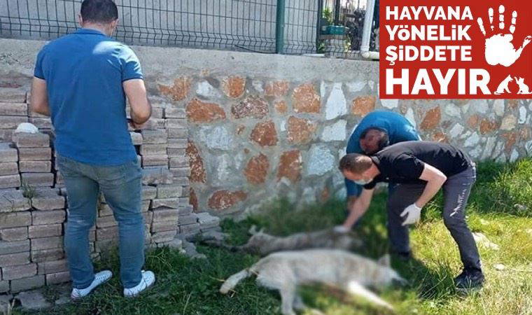 Yalova'da 7 köpek zehirlenerek katledildi