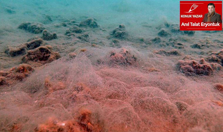İzmir Körfezi'nde deniz salyası kâbusu