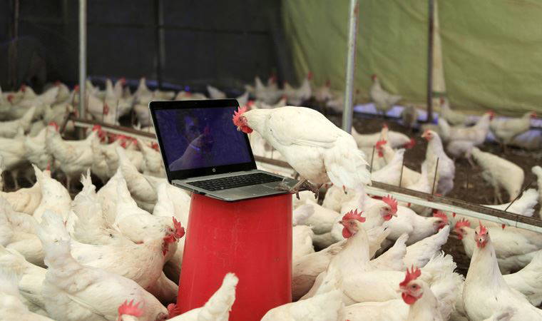 Opera sanatçısından tavuklar için klasik müzik repertuvarı: Yumurta verimi yüzde 10 arttı