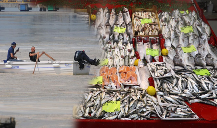 Müsilaj (deniz salyası) balıklarda zehir etkisi yaratır mı? Uzmanından açıklama