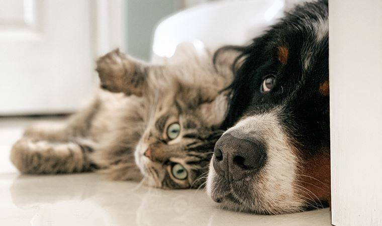 Araştırma: Covid-19 evcil kedi ve köpeklerde yaygın görülüyor