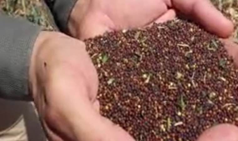 Belediye, kanoladan kendi akaryakıtını üretiyor