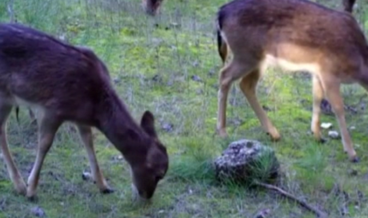 Yaban hayatı fotokapanlara takıldı