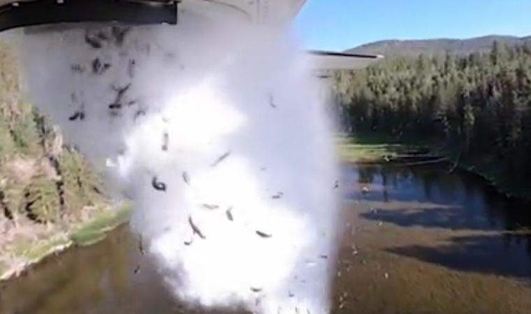 ABD’de göllere havadan binlerce balık bırakıldı