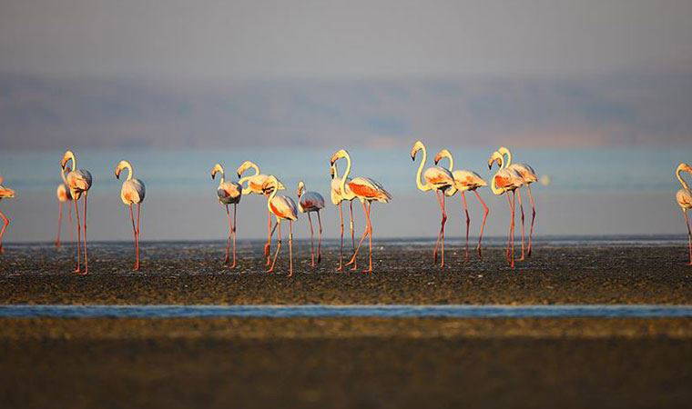Tuz Gölü'nde binlerce yavru flamingo öldü