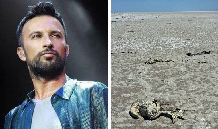 Tarkan'dan Tuz Gölü'ndeki flamingo ölümlerine tepki: Kader değil katliam