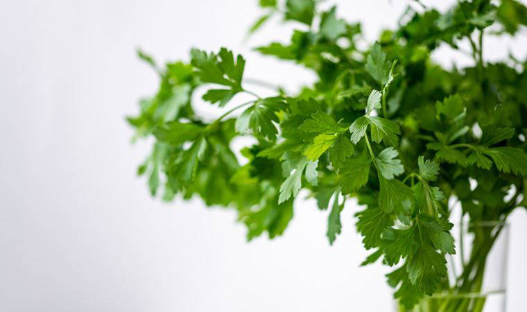Maydanozlu suyun faydaları nelerdir? Maydanozlu su içmek zayıflatır mı?