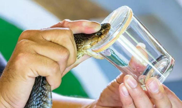 Kanada ve Çin’den bilim insanları yılan zehrinden deri yapıştırıcısı ürettiler