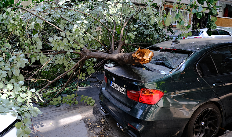 Ünlü oyuncunun lüks aracının üzerine ağaç devrildi