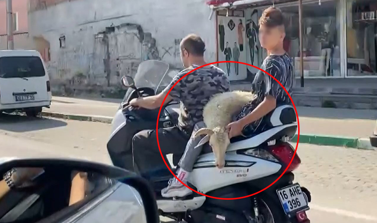 Trafikte ilginç anlar... Koyunu görenler gözlerine inanamadı