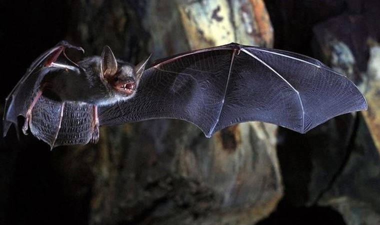 Birleşik Krallık'taki yarasalarda 'Sarbecovirus' adında yeni bir koronavirüs keşfedildi