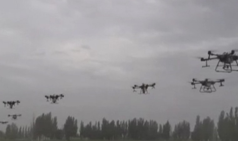 Çin'de mısır hasadında 