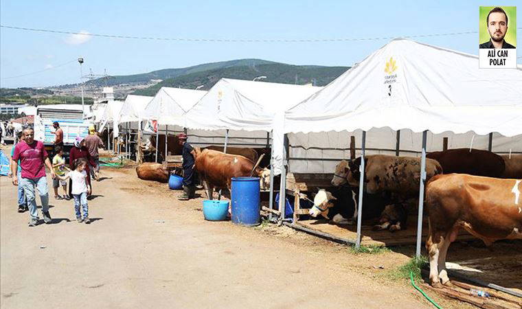 Et ve Süt Kurumu, bakanlığın ‘maliyeti 45 TL’ dediği eti 42 TL’den satın alacak