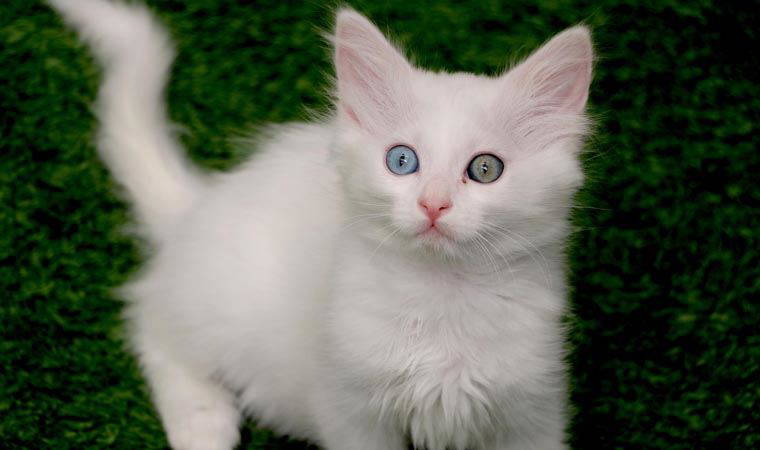 Van kedilerine 2 ayda 30 bin ziyaretçi