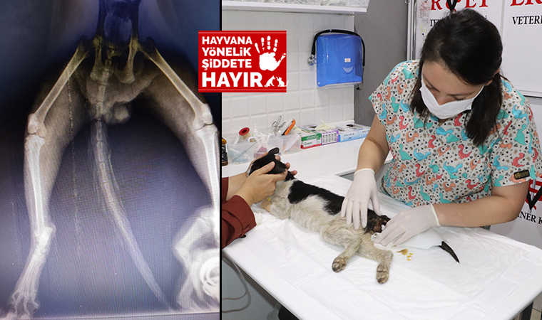 Cinsel saldırıya maruz bırakılan kedi tedaviye alındı