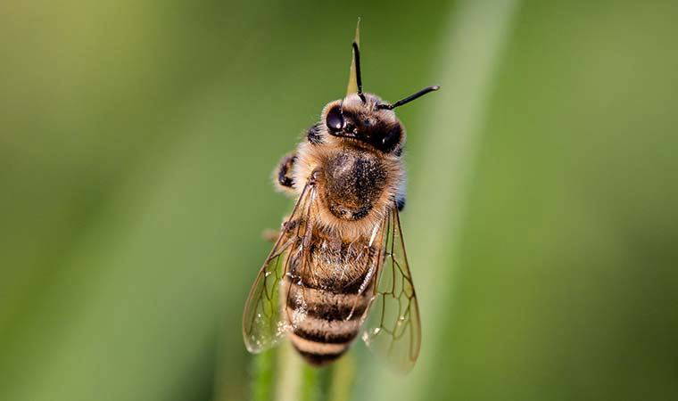 Arı sokmasına ne iyi gelir? Arı sokması sonrası ne yapılmalı?