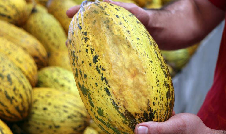 Adana'da meyve ve sebzeler aşırı sıcaktan 'yandı'