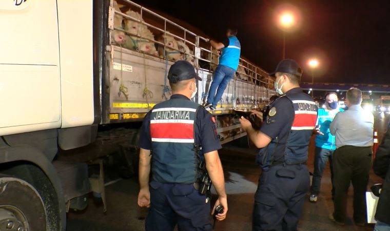 Kurbanlıkların İstanbul'a girişi başladı