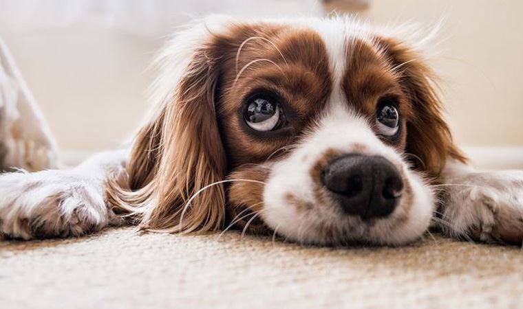 Pandemide sahiplenilen her beş köpekten biri terk edilme riskiyle karşı karşıya
