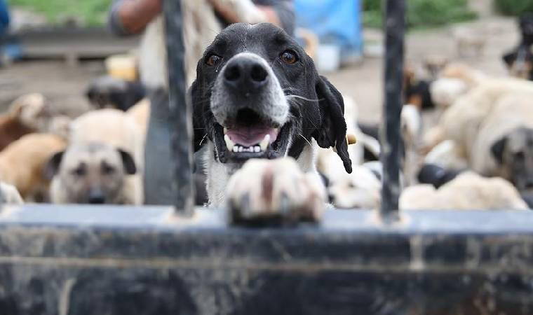 Son dakika... Hayvanları Koruma Kanunu teklifi komisyonda kabul edildi