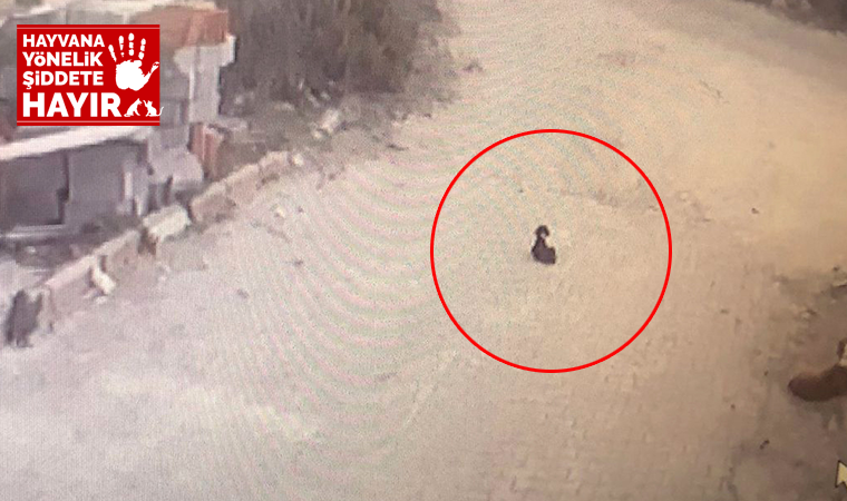 Vicdansızlık! Yavru köpeği ezen sürücü yoluna devam etti