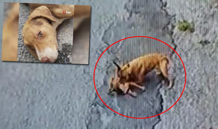 Kütahya'da pitbull saldırısı