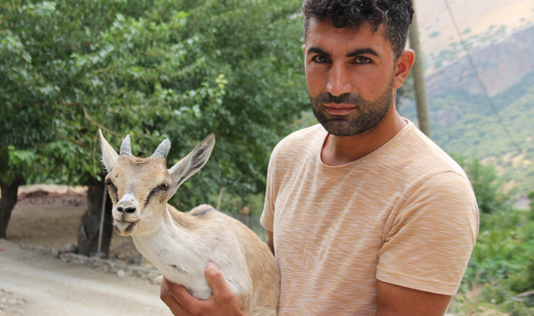 Ayakları tutmayan yavru yaban keçisini evinde besledi