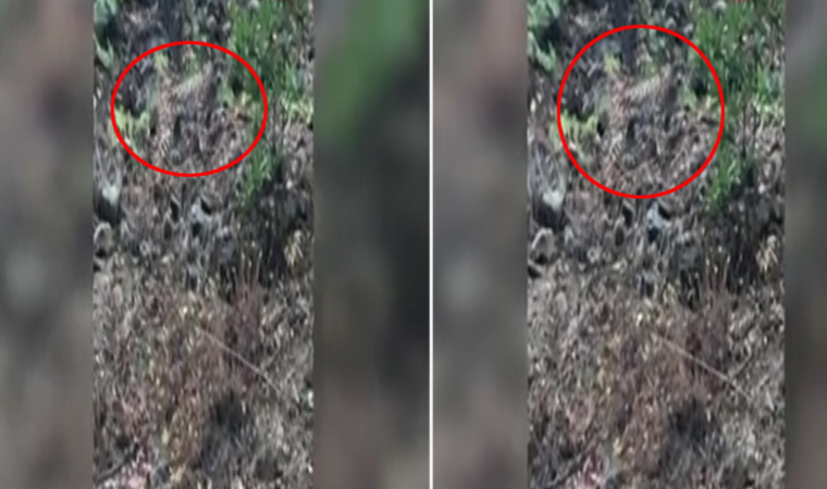 Tunceli'de 'ormanın hayaleti' olarak bilinen vaşak görüntülendi